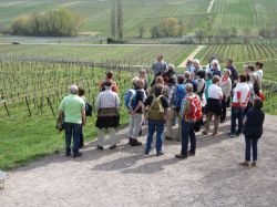 2015.04.10-AGS-Blütenwanderung-Pfalz-P1010912-Nr.008