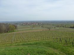 2015.04.10-AGS-Blütenwanderung-Pfalz-P1010915-Nr.009