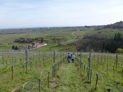 2015.04.10-AGS-Blütenwanderung-Pfalz-P1010939-Nr.018