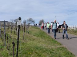 2015.04.10-AGS-Blütenwanderung-Pfalz-P1010940-Nr.019