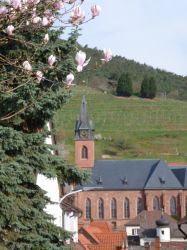 2015.04.11-AGS-Blütenwanderung-Pfalz-P1010981-Nr.038