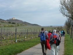 2015.04.11-AGS-Blütenwanderung-Pfalz-P1010986-Nr.042