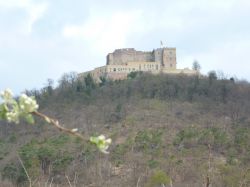 2015.04.11-AGS-Blütenwanderung-Pfalz-P1010990-Nr.043