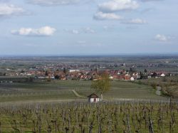 2015.04.12-AGS-Blütenwanderung-Pfalz-P1020075-Nr.085